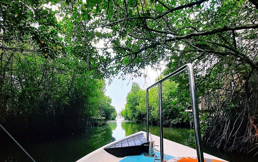 Boat gliding through mangrove canals near Negombo, Sri Lanka