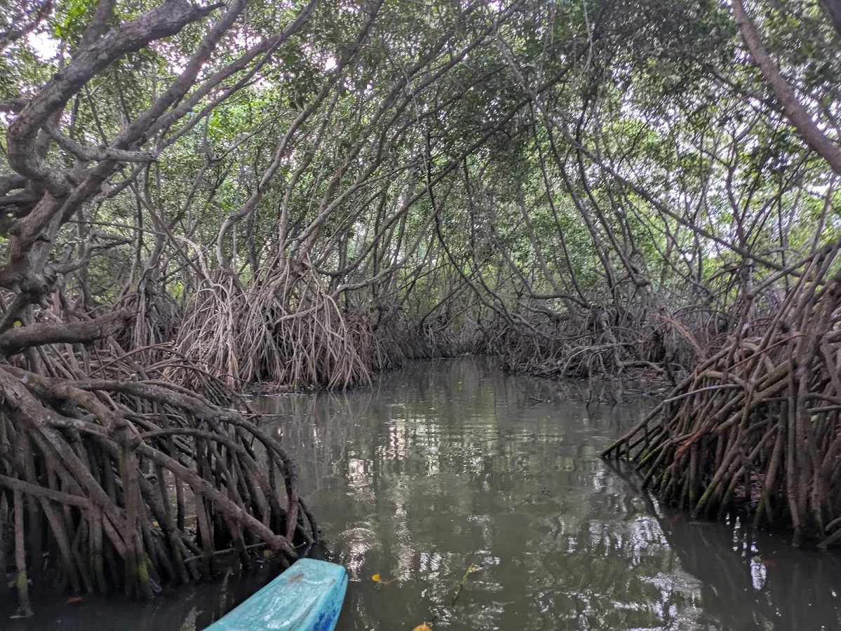 Vogels kijken in de lagune van Arugam Bay