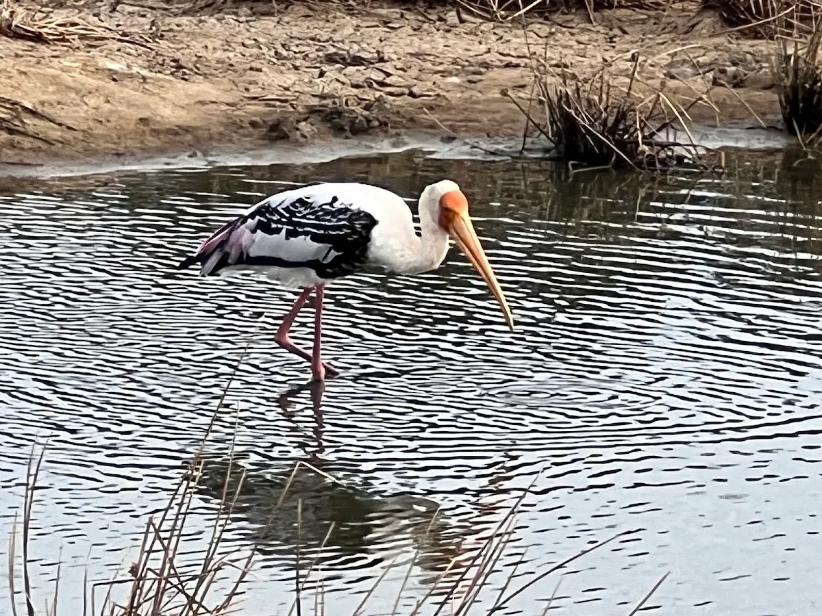 Vogels kijken in de lagune van Arugam Bay