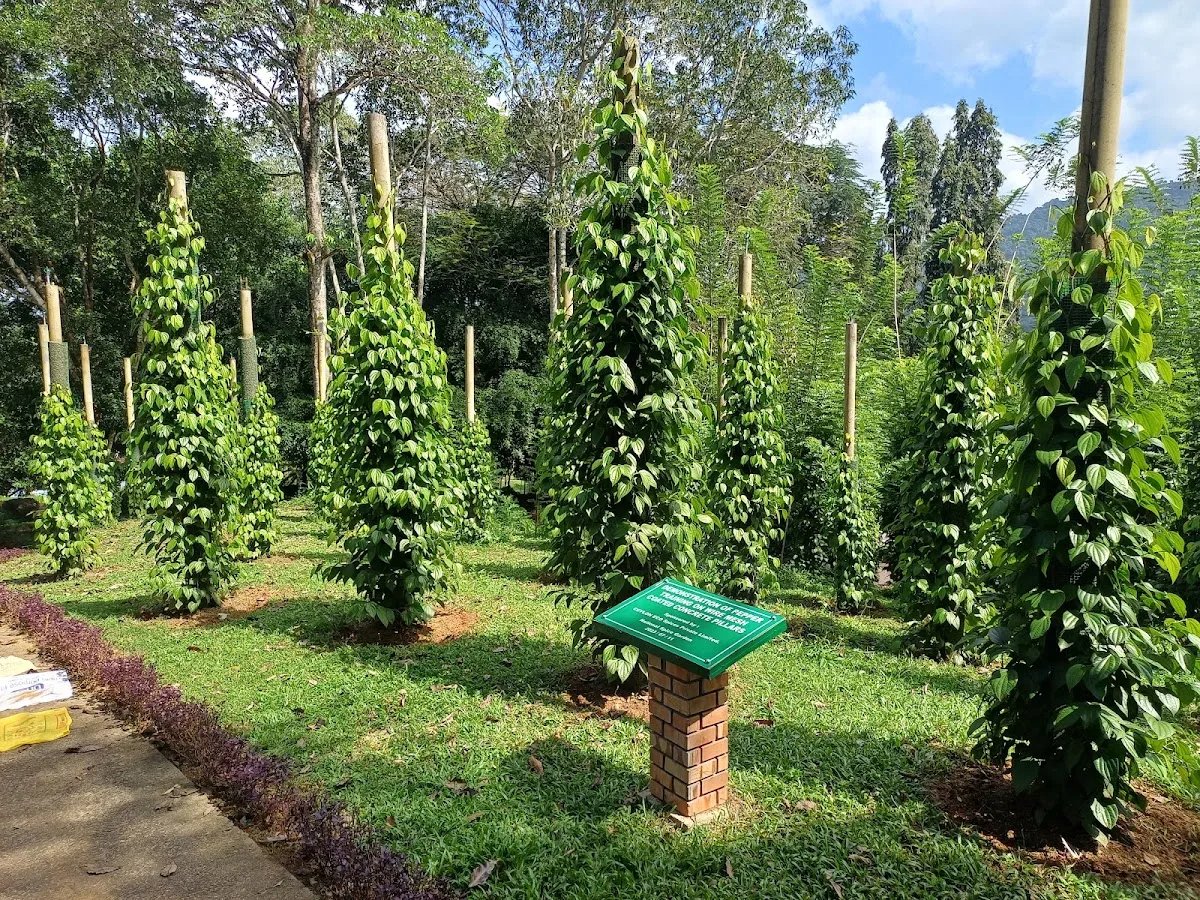 Wandeling door een ayurvedische specerijentuin