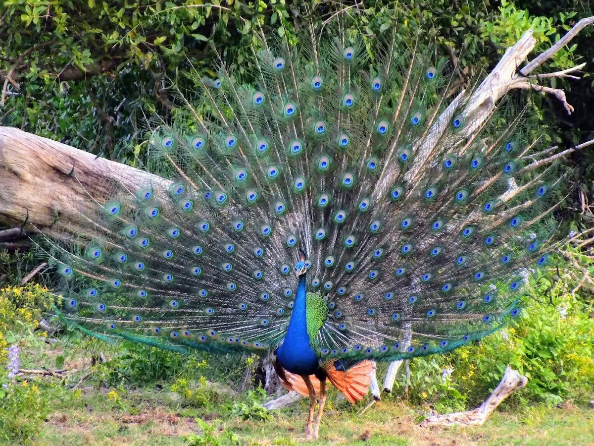 Vogelsafari met trekvogels in Bundala