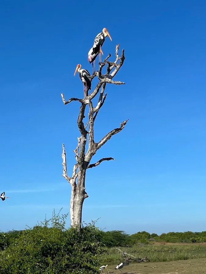 Vogelsafari met trekvogels in Bundala
