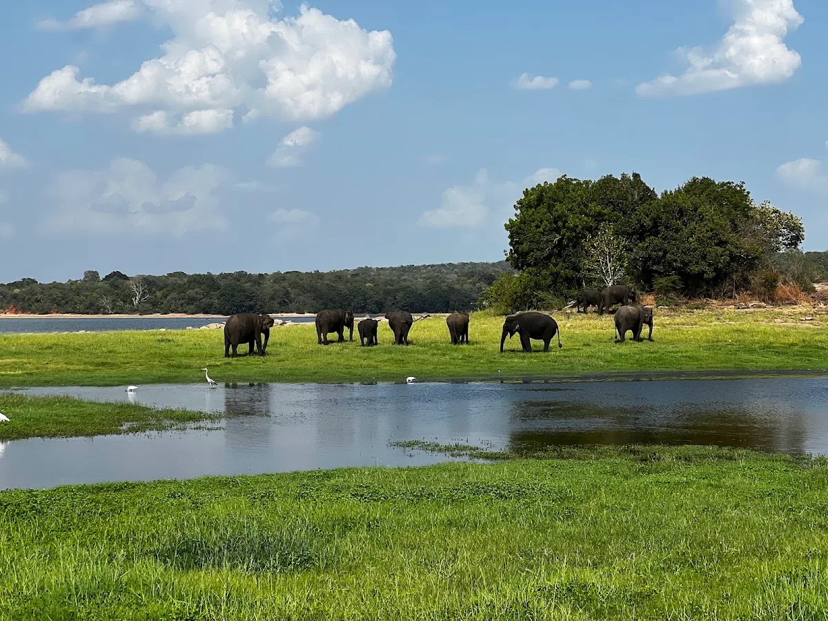 Grote olifantenverzameling van Minneriya
