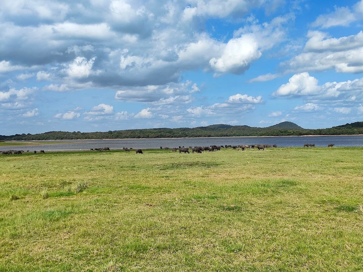 Vogelsafari in de ochtend in Minneriya