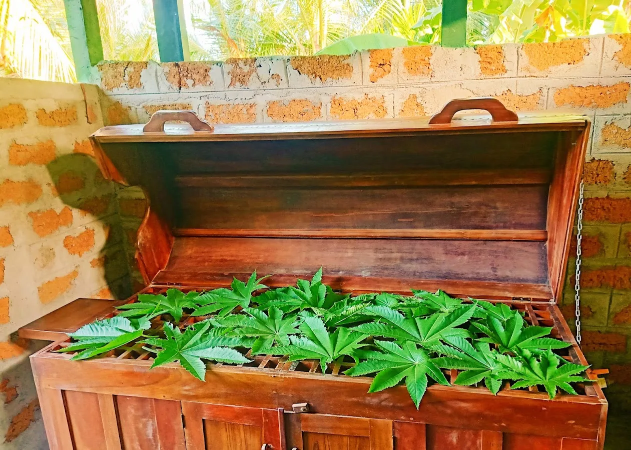 Wellnessdag Panchakarma