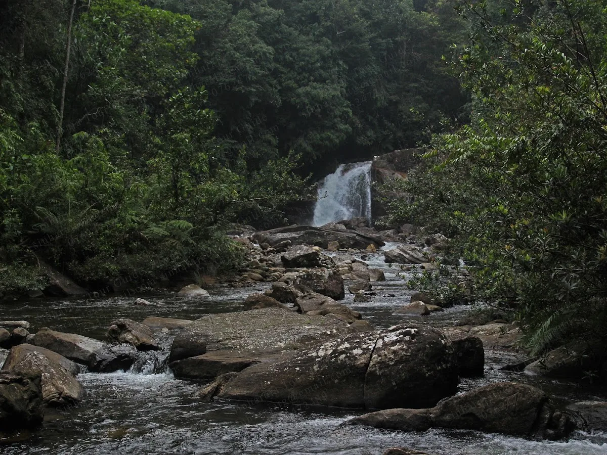 Mindfulnesswandeling in Sinharaja