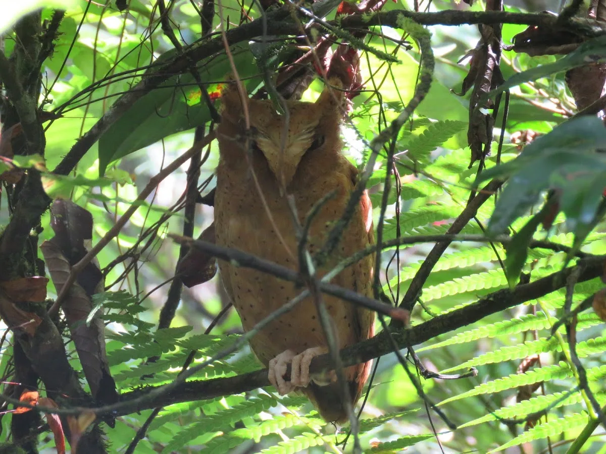 Sinharaja met een bosnaturalist