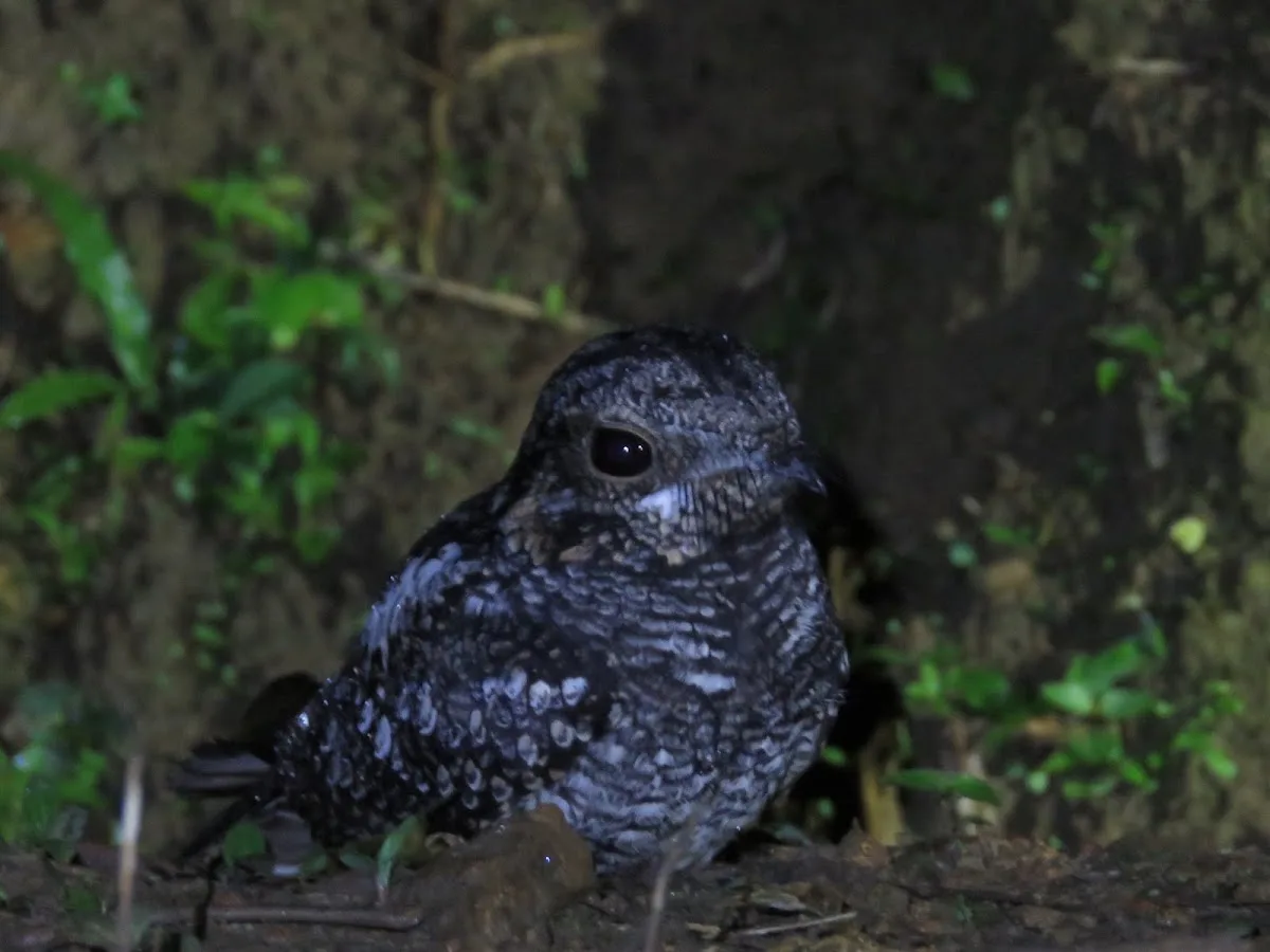 Sinharaja met een bosnaturalist