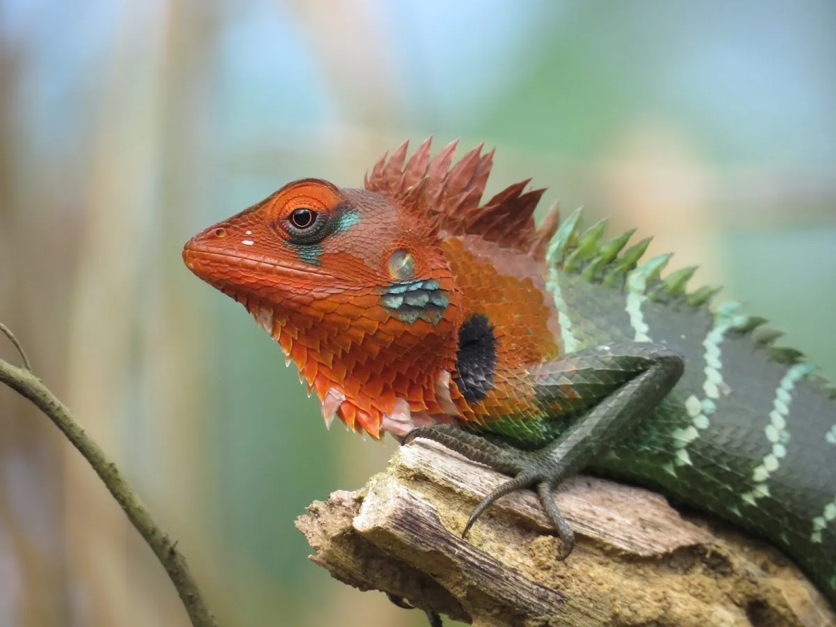 Sinharaja met een bosnaturalist