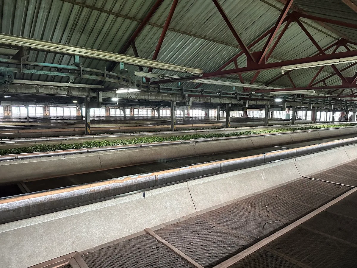 Privé-theeproeverij en fabrieksbezoek