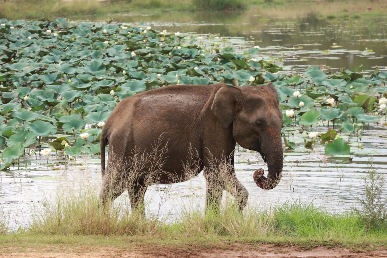 Olifantensafari in Udawalawe