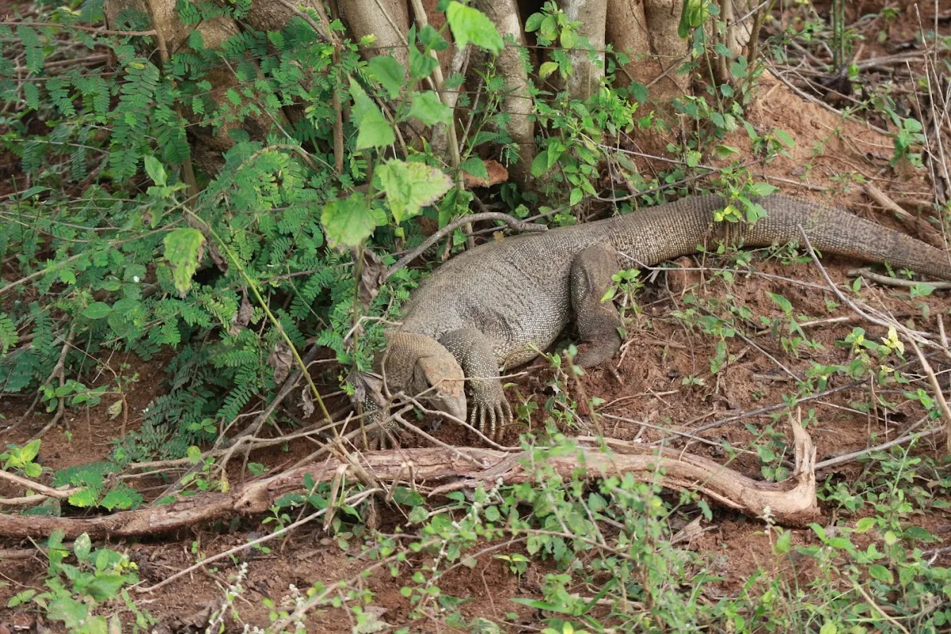 Olifantensafari in Udawalawe