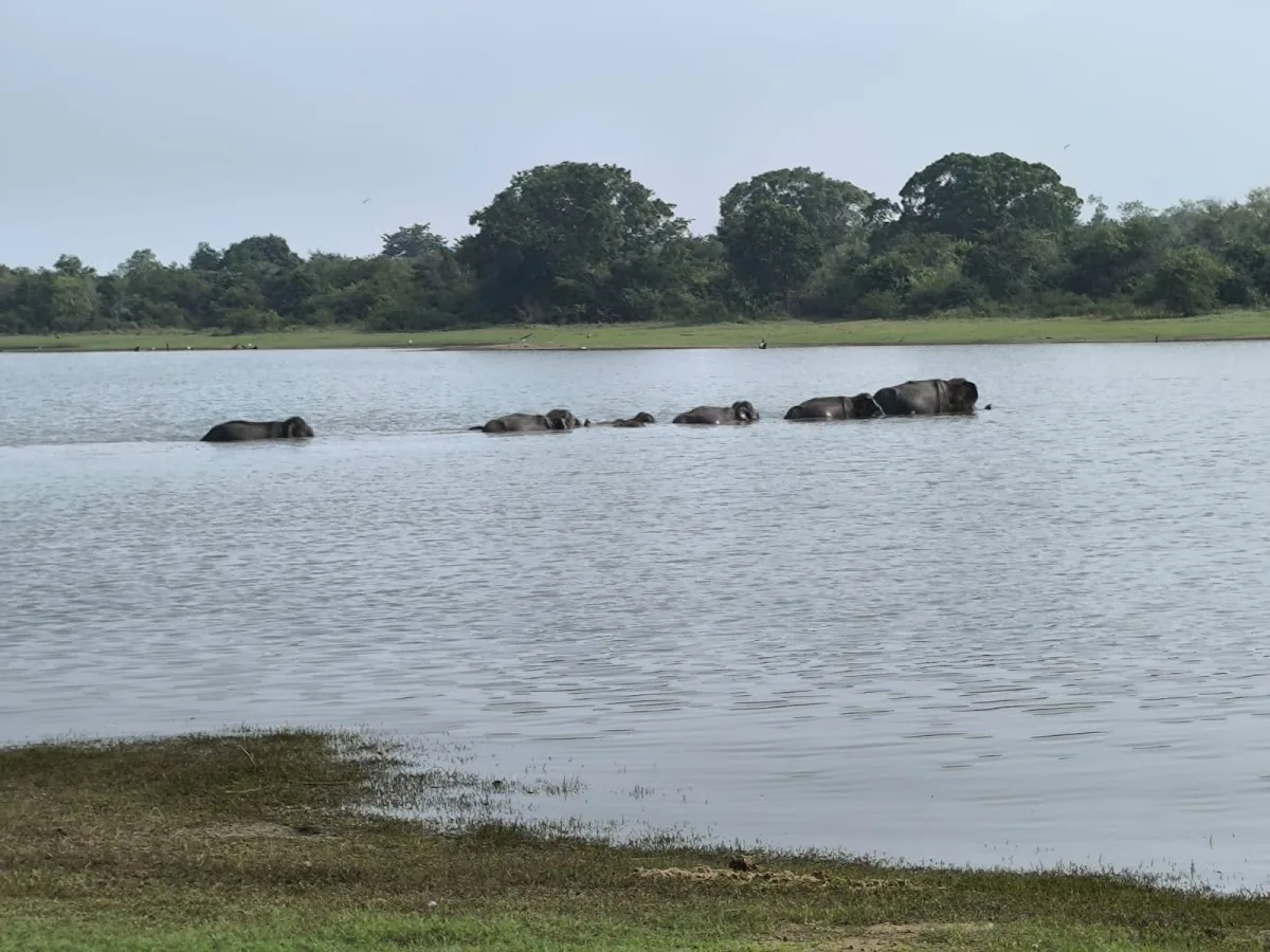 Olifantensafari in Udawalawe