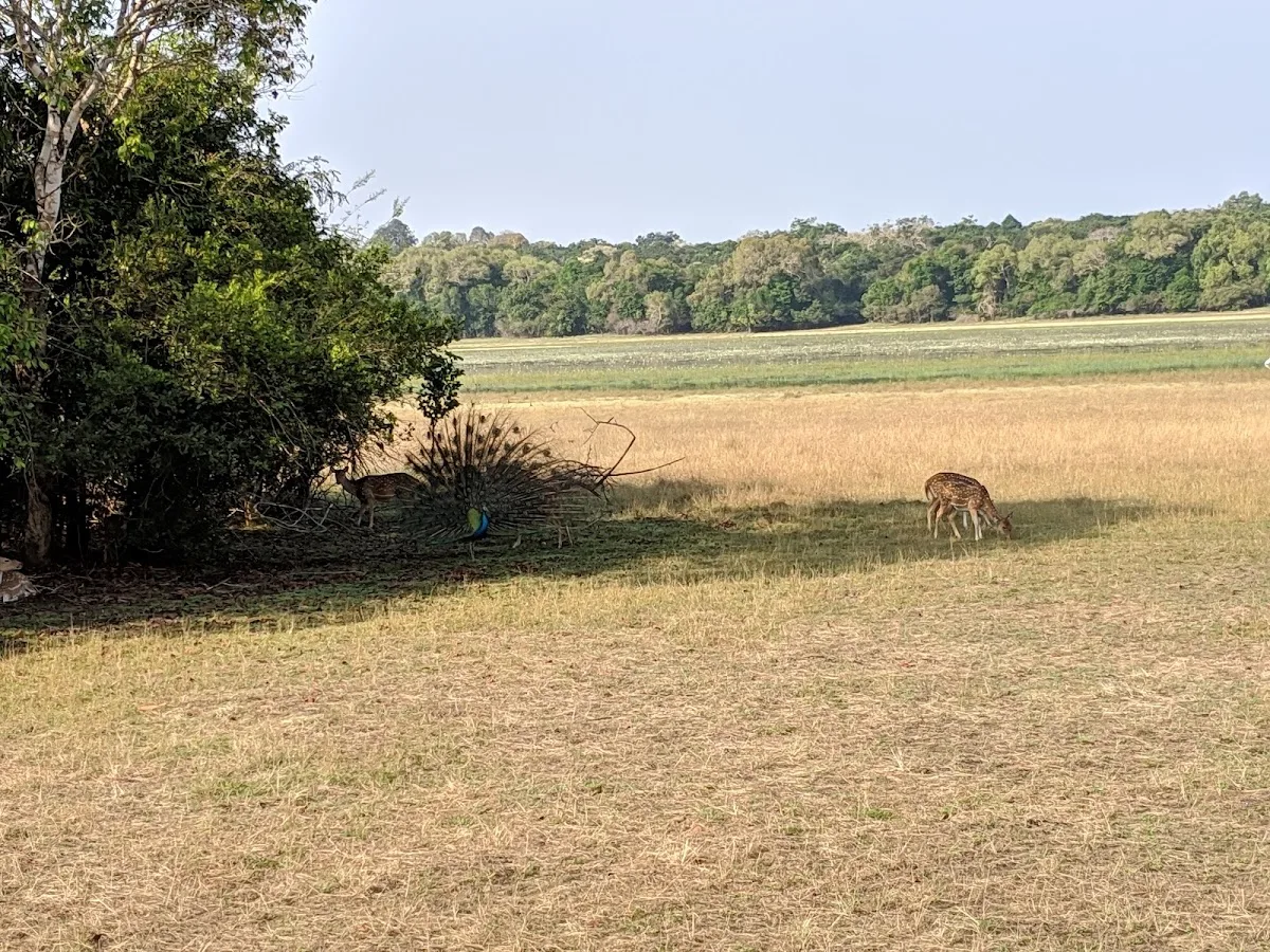 Wildernissafari in Wilpattu