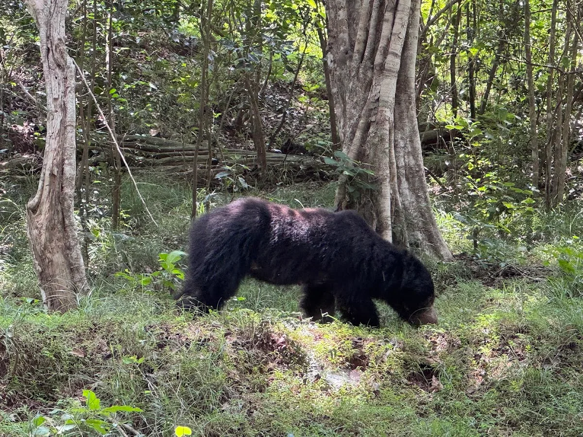 Wildernissafari in Wilpattu