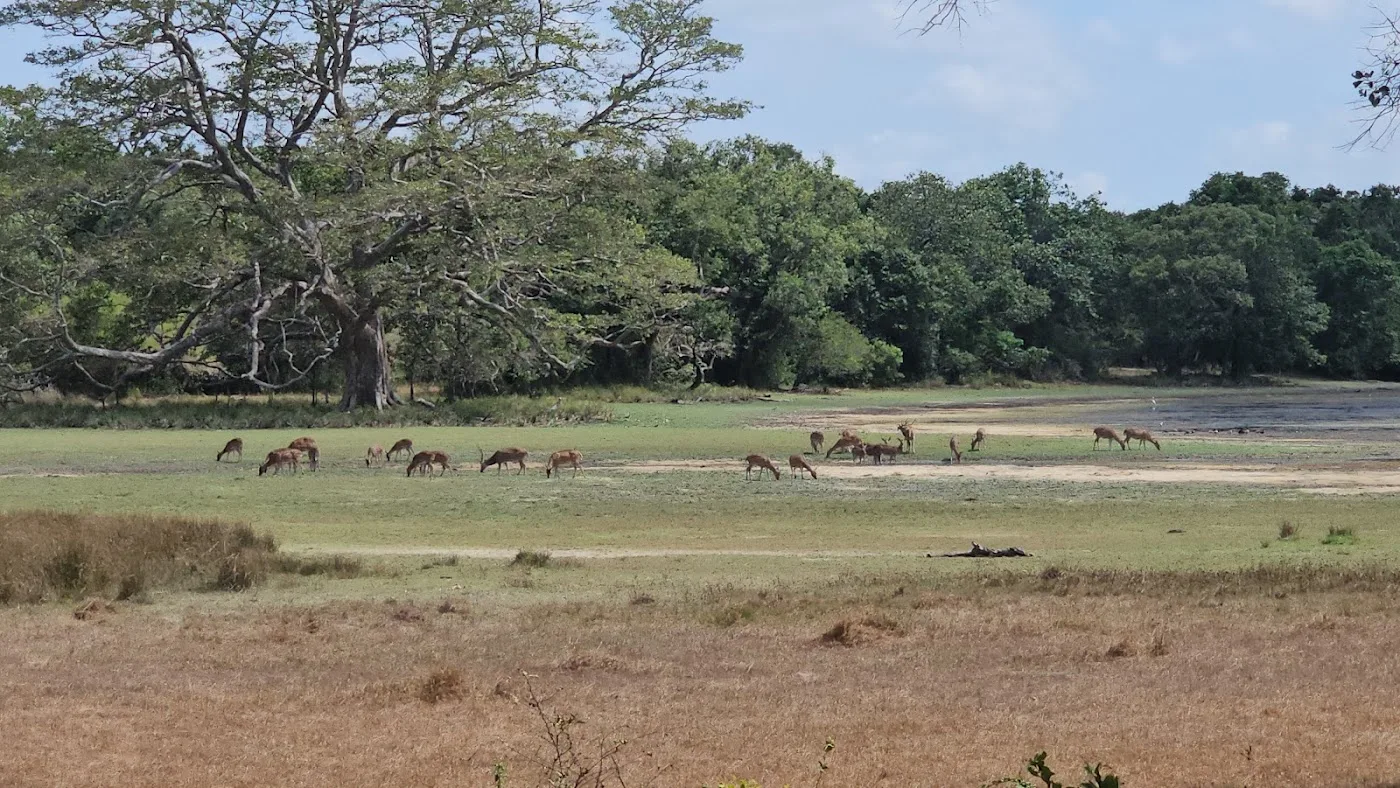 Wildernissafari in Wilpattu