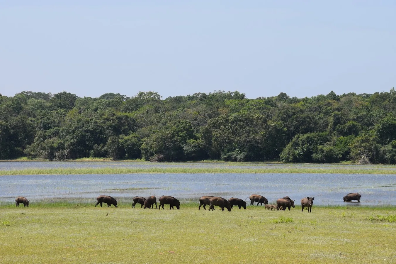 Wildernissafari in Wilpattu