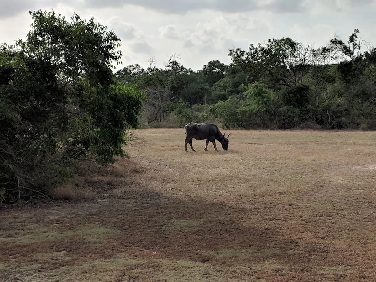 Wildernissafari in Wilpattu