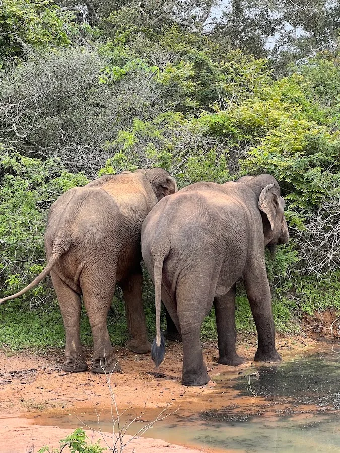 Volledige dagsafari in Yala