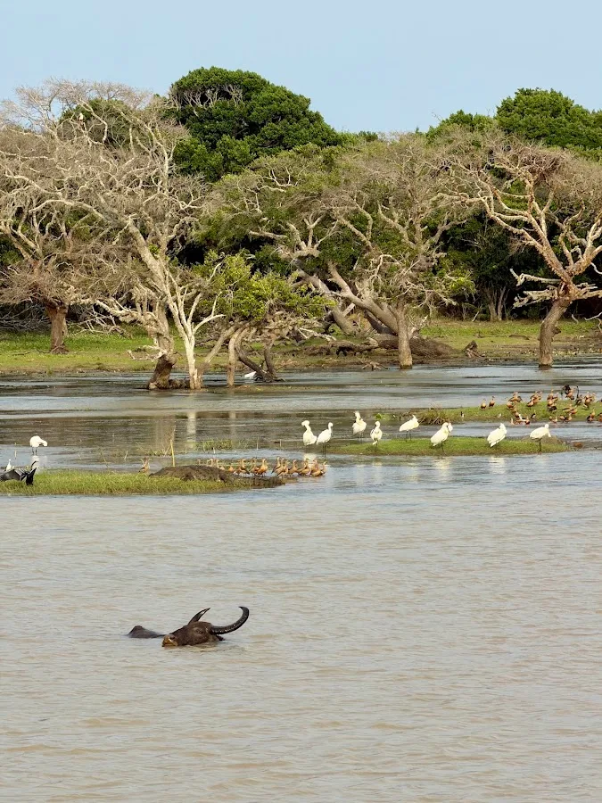 Volledige dagsafari in Yala