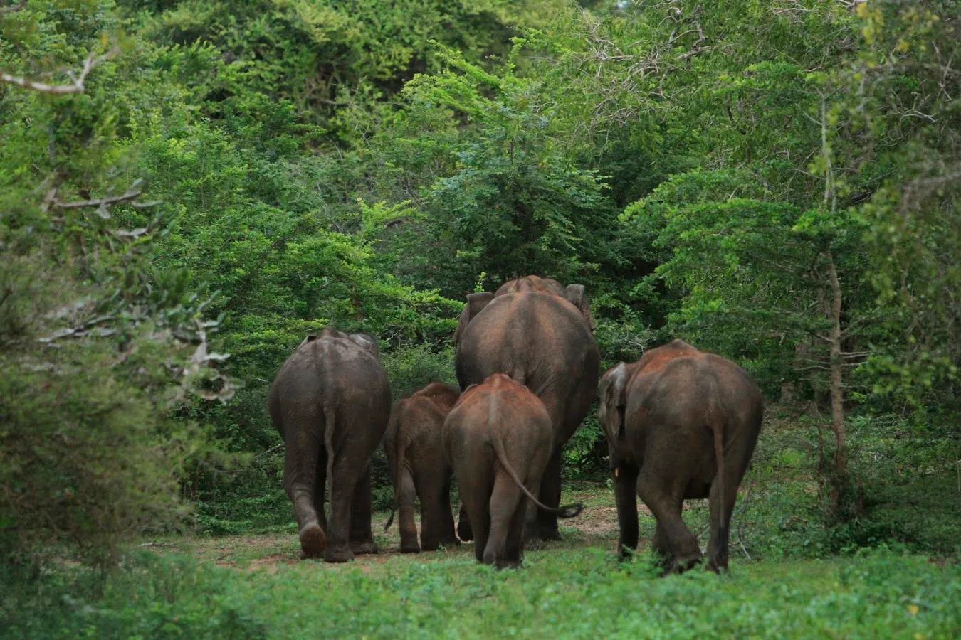 Luipaardsafari in Yala