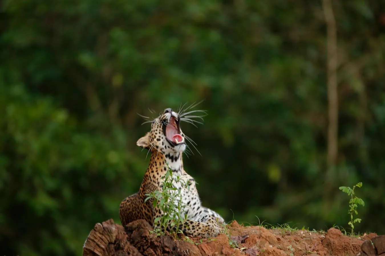 Luipaardsafari in Yala
