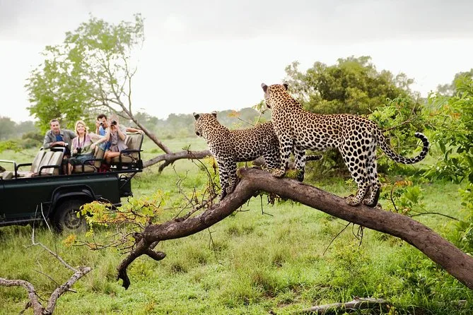 Luipaardsafari in Yala