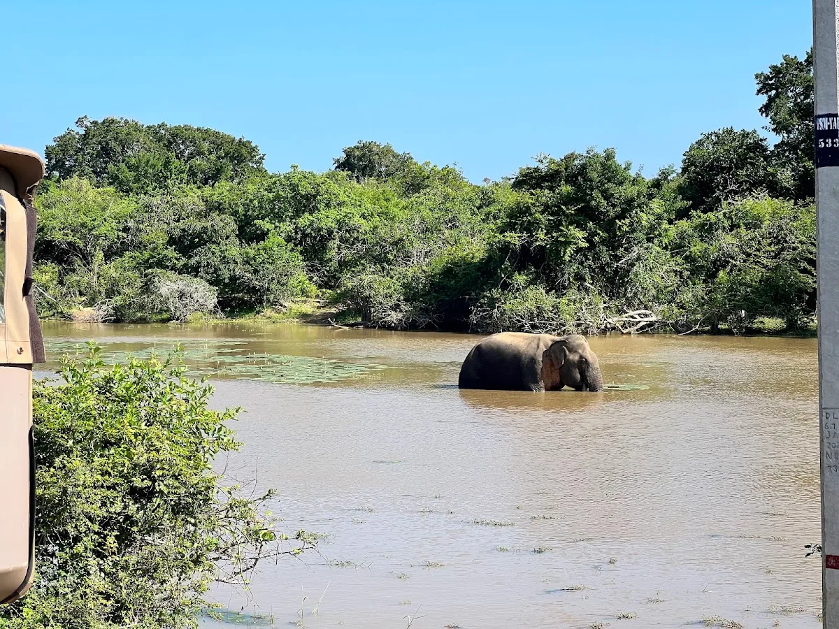 Luipaardsafari in Yala