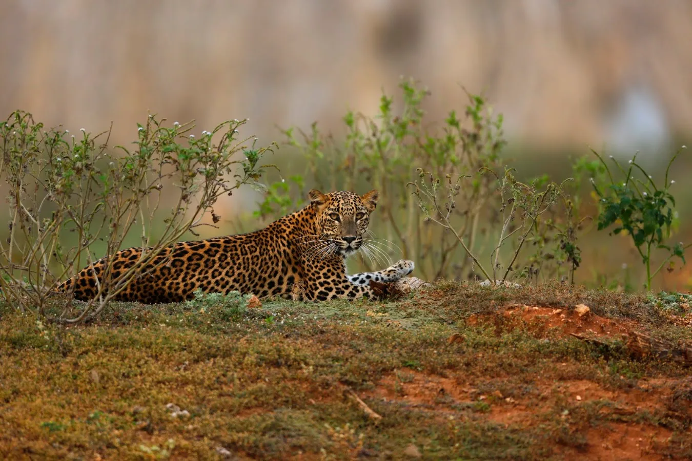 Luipaardsafari in Yala